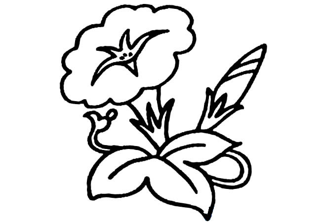 牵牛花植物花简笔画步骤图片大全四