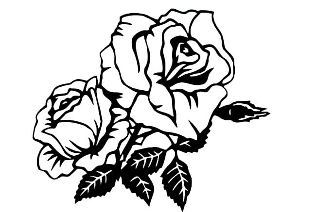 月季花植物花简笔画步骤图片大全