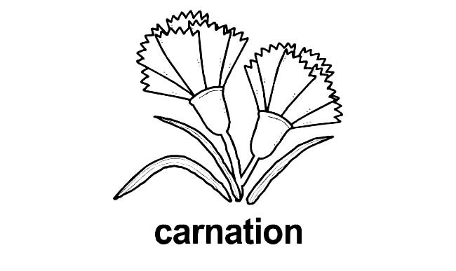 杜鹃花植物花简笔画步骤图片大全