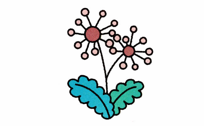 蒲公英植物花简笔画步骤图片大全