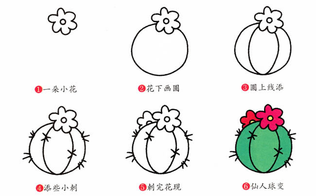 仙人球植物花简笔画步骤图片大全