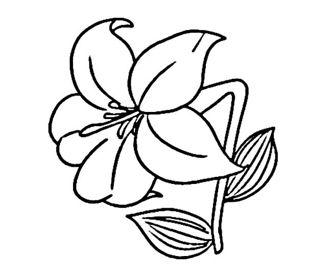 百合花植物花简笔画步骤图片大全二