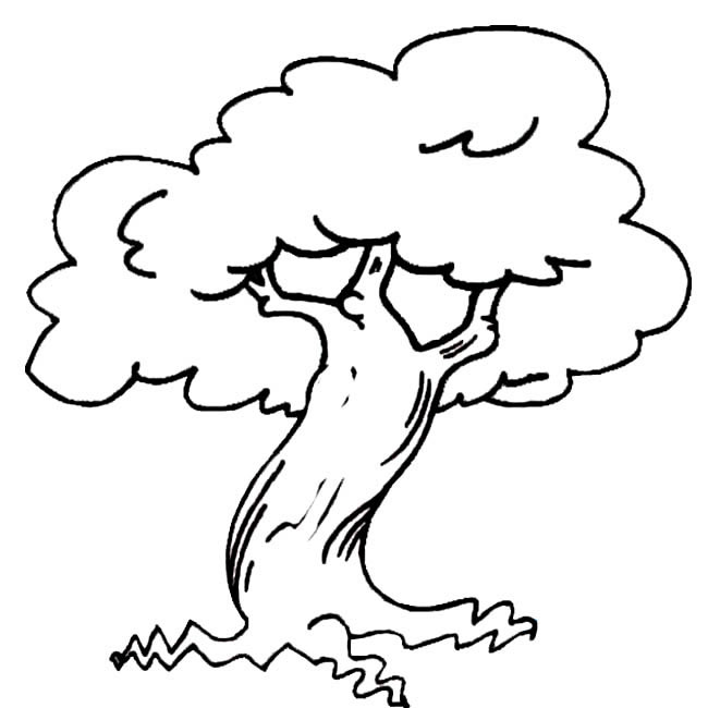 一颗大树 植物 简笔画 步骤 图片大全