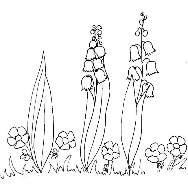 风铃草植物花简笔画步骤图片大全