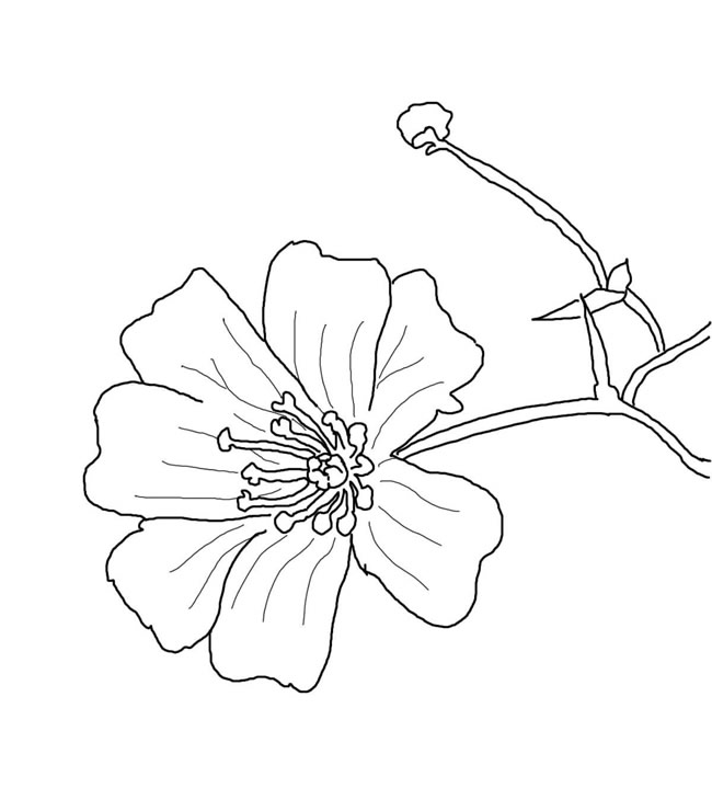 手绘满天星简笔画图片