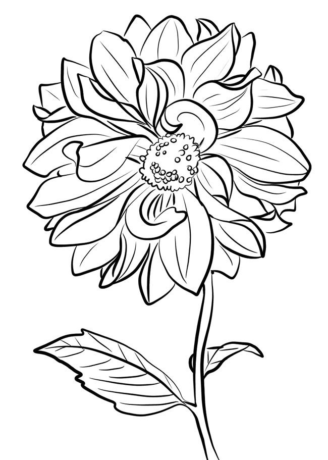 素描大丽花简笔画步骤图片