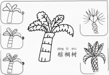 巴西棕榈树简笔画怎么画