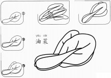 幼儿油菜怎么画简笔画