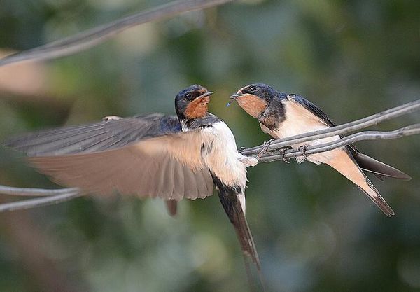 小燕子简笔画步骤图解