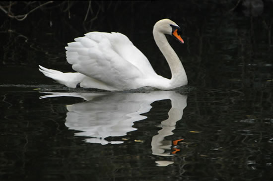 白天鹅外形特征