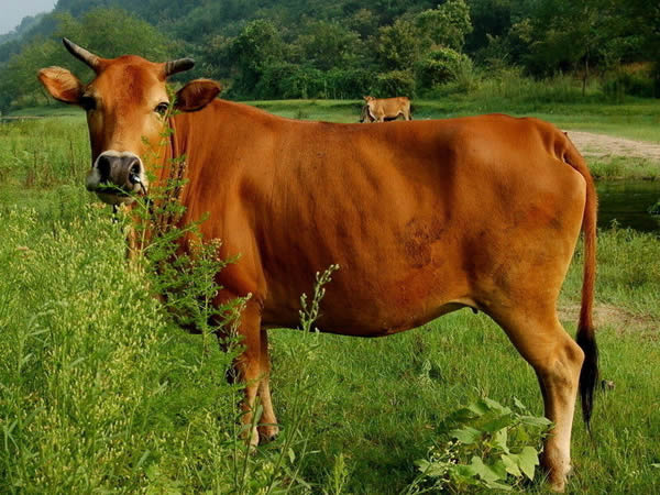 黄牛动物百科简介