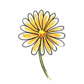 带颜色的野菊花简笔画的画法
