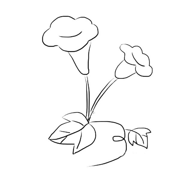 漂亮简单的喇叭花简笔画