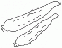 黄瓜简笔画图片教程
