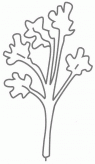 香菜简笔画步骤图解教程