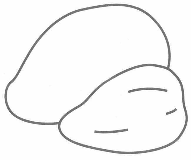 芒果简笔画