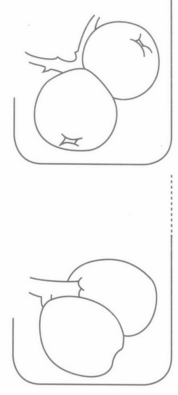 枇杷简笔画