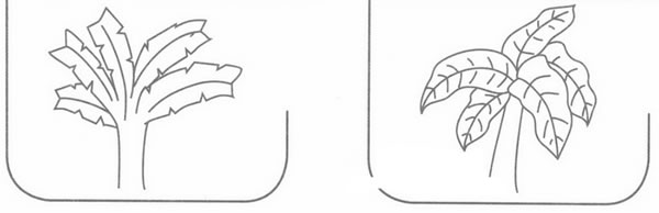 芭蕉简笔画