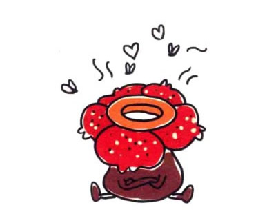 大王花简笔画图片