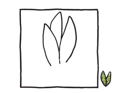 虎皮兰简笔画图片