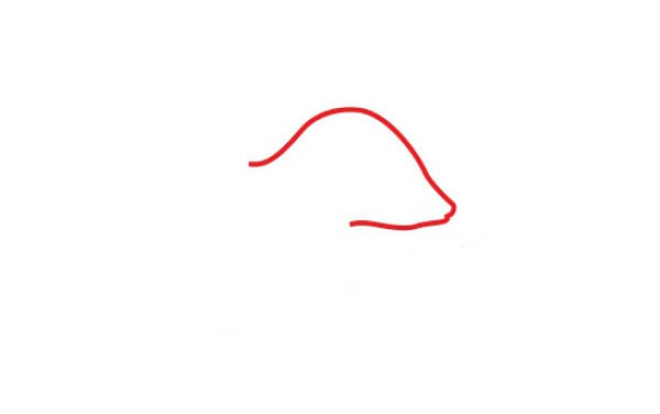 艾鼬简笔画图片