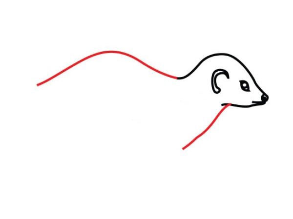 艾鼬简笔画图片