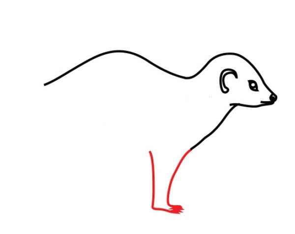 艾鼬简笔画图片