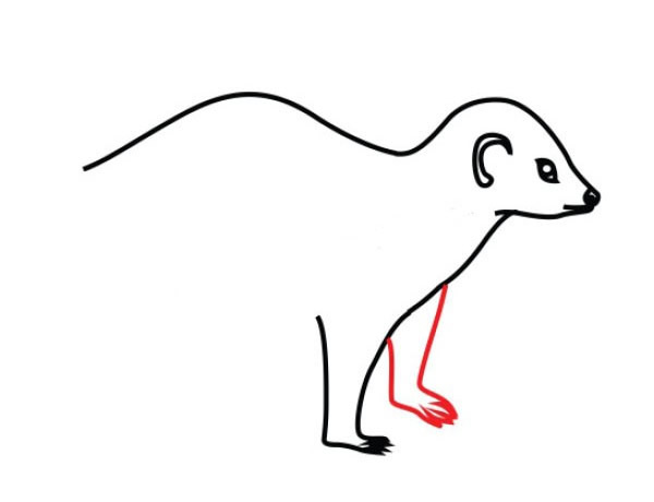 艾鼬简笔画图片