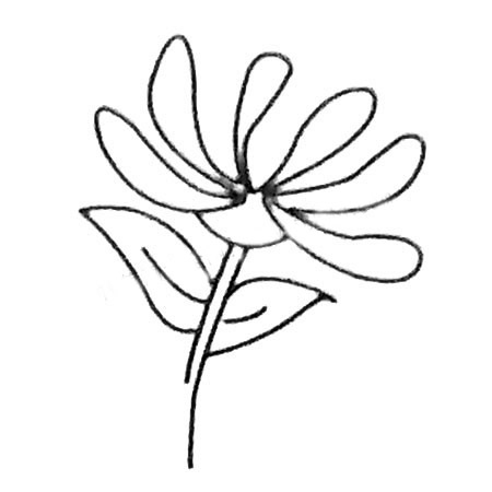 菊花简笔画大全及画法步骤