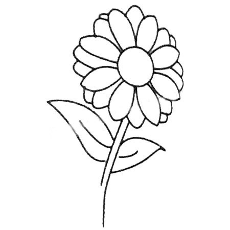 菊花简笔画大全及画法步骤