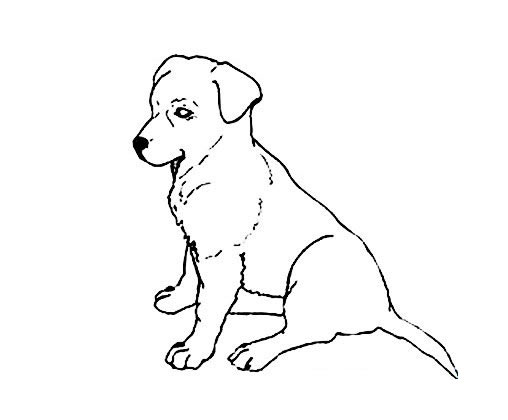 狗狗坐立简笔画怎么画