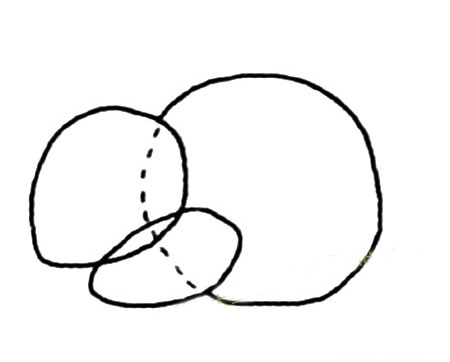 松鼠简笔画的画法步骤