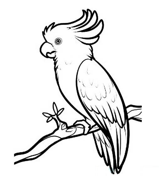 鹦鹉polly简笔画图片