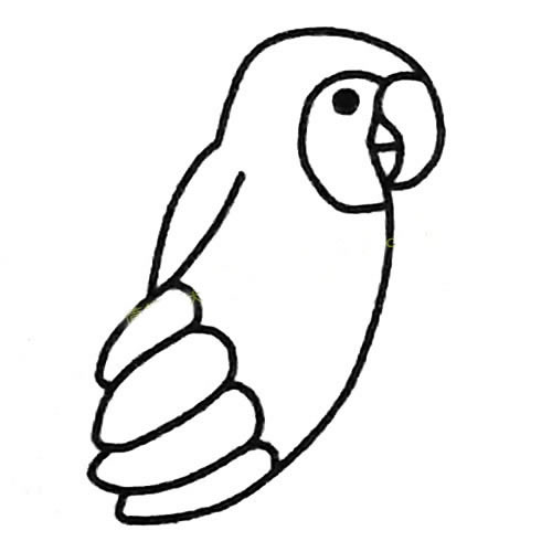 鹦鹉怎么画简笔画步骤图片