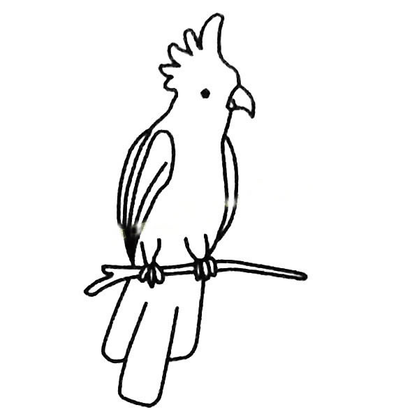 鹦鹉简笔画图片