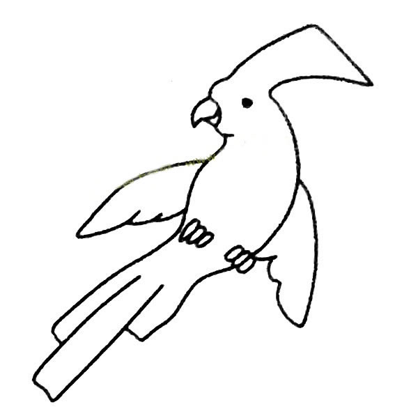 鹦鹉简笔画图片