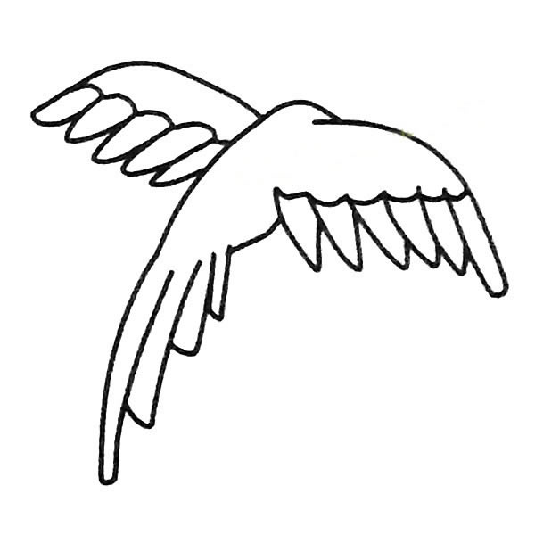 鹦鹉简笔画图片