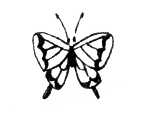 凤蝶的画法简笔画步骤教程