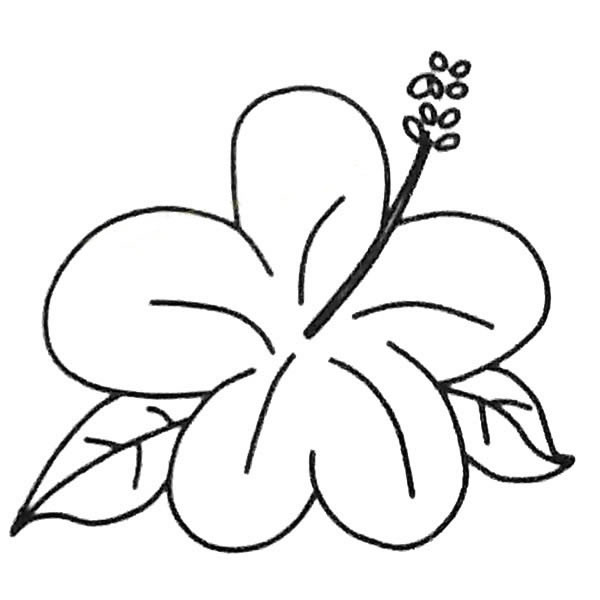扶桑花简笔画图片