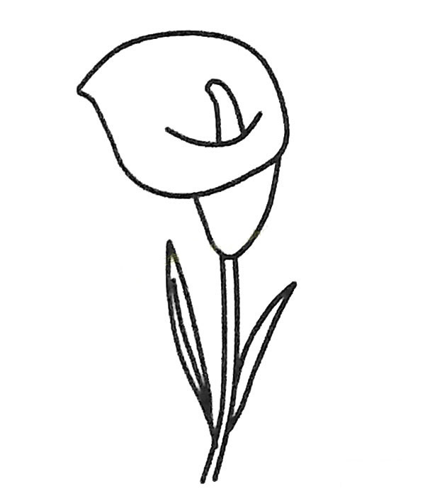 马蹄莲简笔画