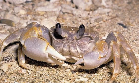 螃蟹简笔画图片