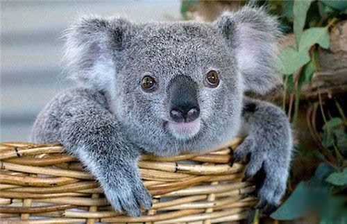 考拉简笔画怎么画