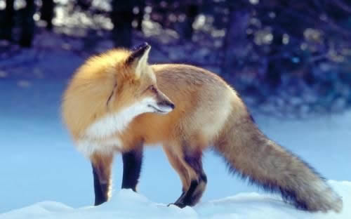 狐狸简笔画步骤图