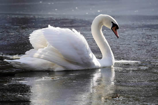 天鹅简笔画图解步骤