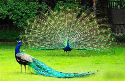 孔雀开屏带颜色简笔画 教你画美丽的孔雀简笔画步骤图片教程