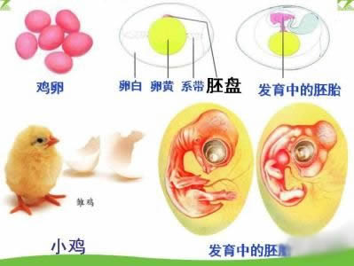 怎样画小鸡简笔画图片