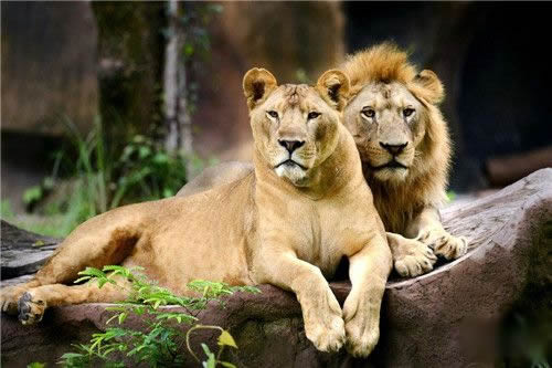 怎样画可爱的狮子简笔画图片