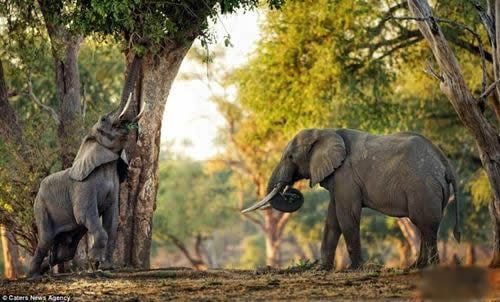 如何画大象简笔画步骤图