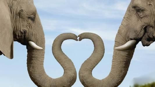 如何画大象简笔画步骤图