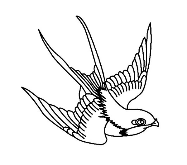 简笔画小燕子，飞行的小燕子简笔画图片06